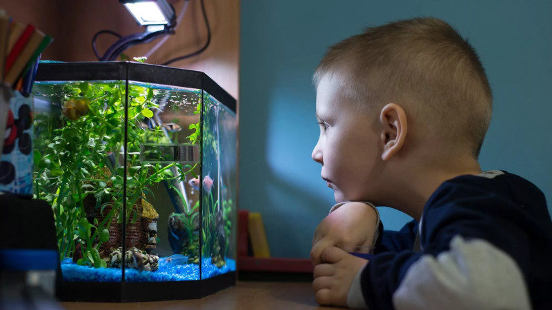 По каким причинам лучше всего для ребенка покупать рыбок?